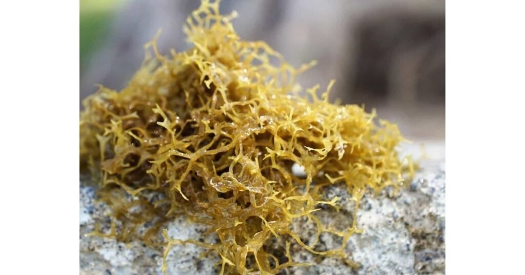 8 Amazing Healthy sea moss benefits