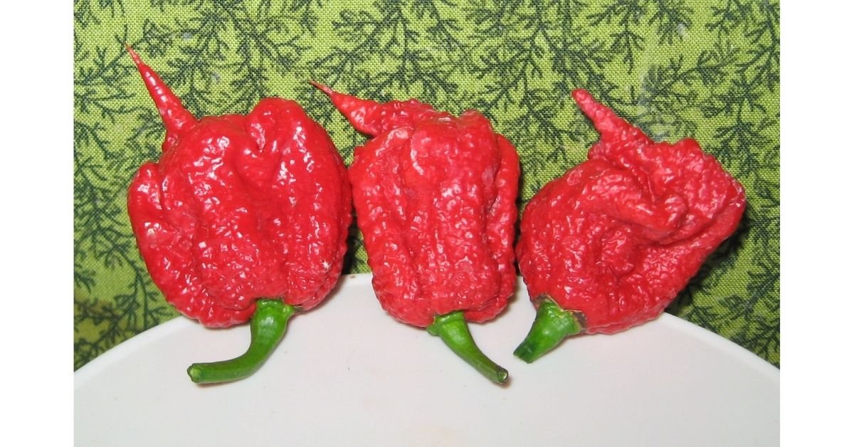 8 Best Hottest Peppers In The World